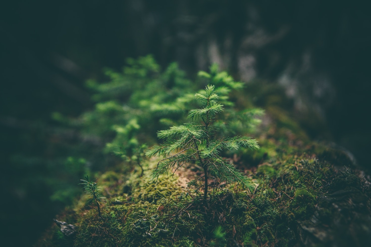 Il biologico che rispetta la biodiversità locale